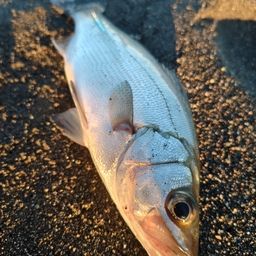 セイゴ（ヒラスズキ）