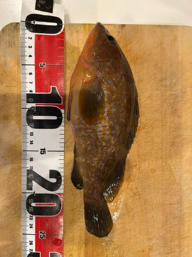 キジハタの釣果