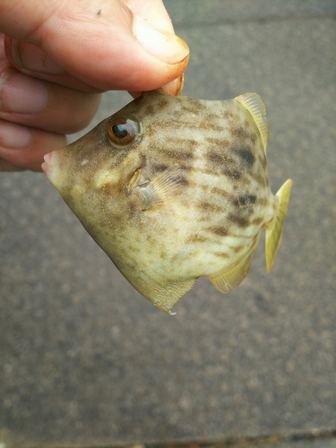 カワハギの釣果