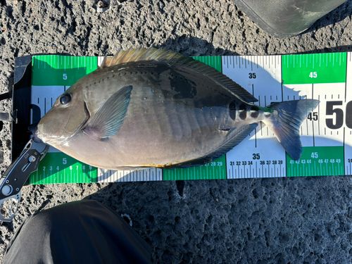 ニザダイの釣果