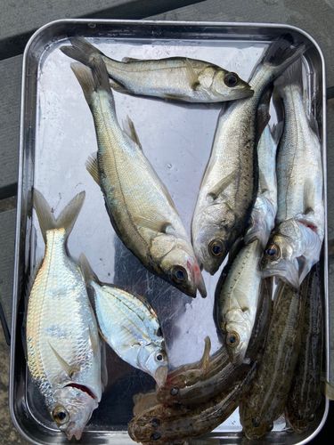 碧南海釣り公園