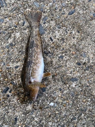 アイナメの釣果