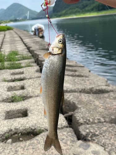ウグイの釣果