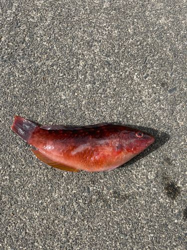 アカササノハベラの釣果