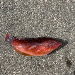 アカササノハベラ