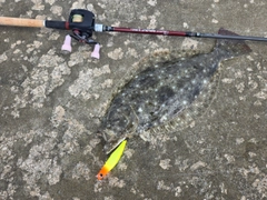 ヒラメの釣果