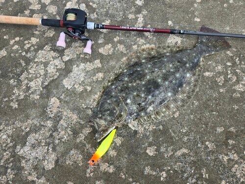 ヒラメの釣果