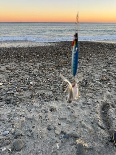 ヒイラギの釣果