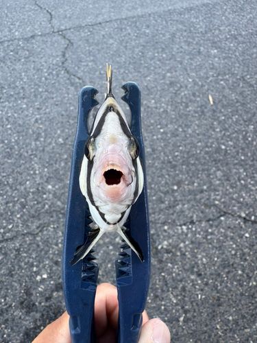 シマダイの釣果