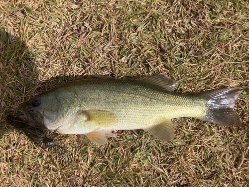 大村湾（北部）