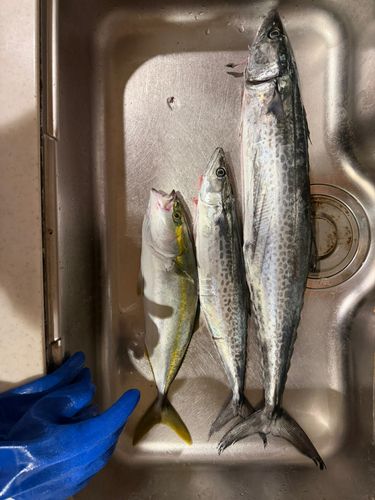 サワラの釣果