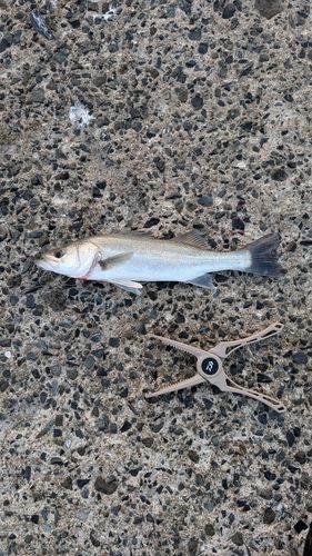セイゴ（マルスズキ）の釣果