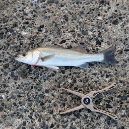 セイゴ（マルスズキ）