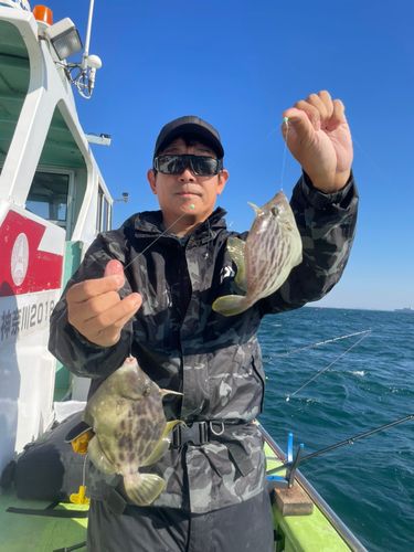 カワハギの釣果