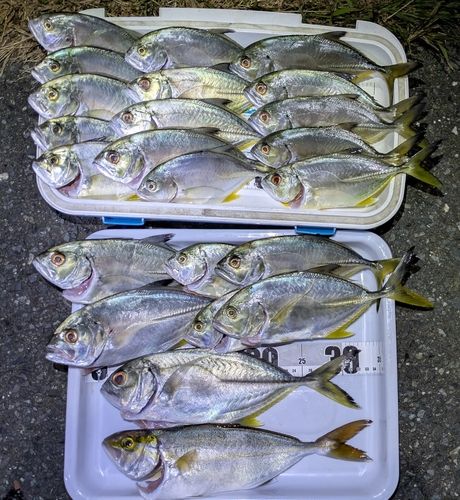 ギンガメアジの釣果