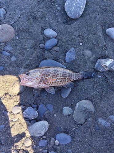 オオモンハタの釣果