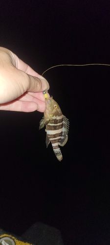 アオハタの釣果