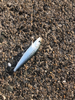 マイワシの釣果