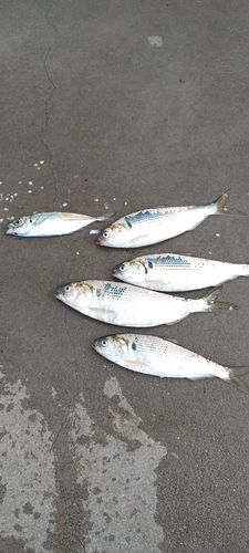 コノシロの釣果