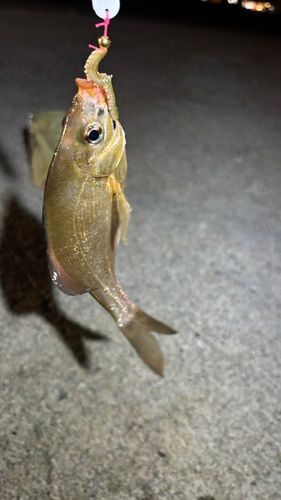 ウミタナゴの釣果
