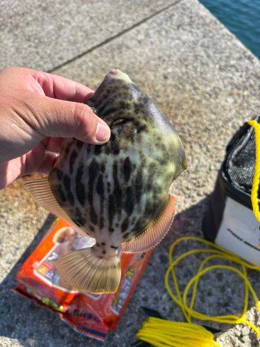 カワハギの釣果