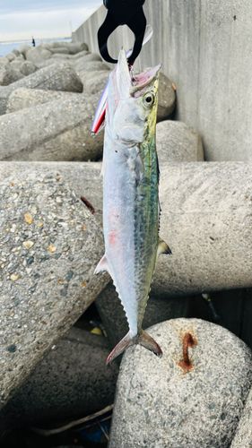 大阪海上釣り堀サザン