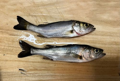 セイゴ（マルスズキ）の釣果