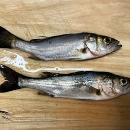 セイゴ（マルスズキ）