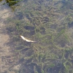 スモールマウスバス