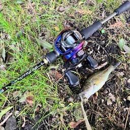 ラージマウスバス