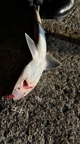 中央埠頭（函館港）