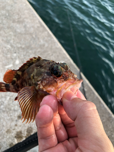 アラカブの釣果