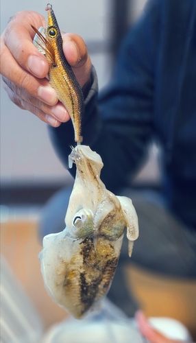コウイカの釣果