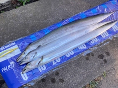 タチウオの釣果