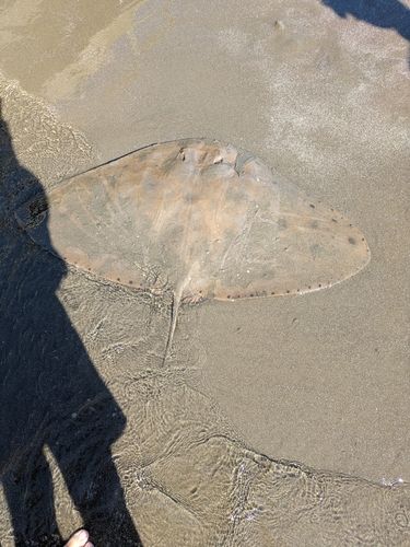 ツバクロエイの釣果