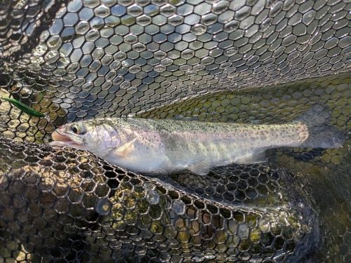 レインボートラウトの釣果
