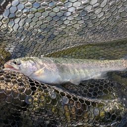 レインボートラウト