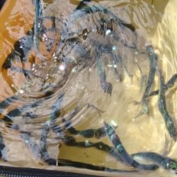 カタクチイワシ