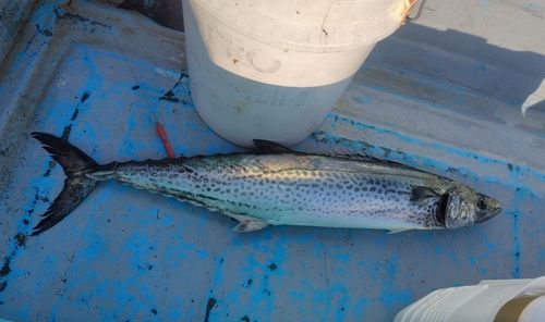 サワラの釣果