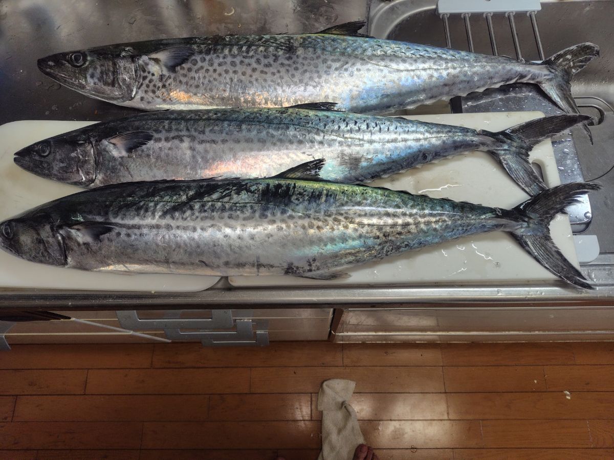 カメハメ波さんの釣果 2枚目の画像