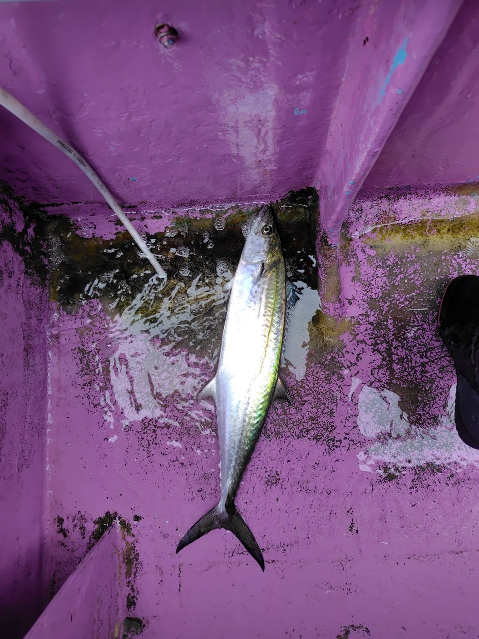 カメハメ波さんの釣果 1枚目の画像