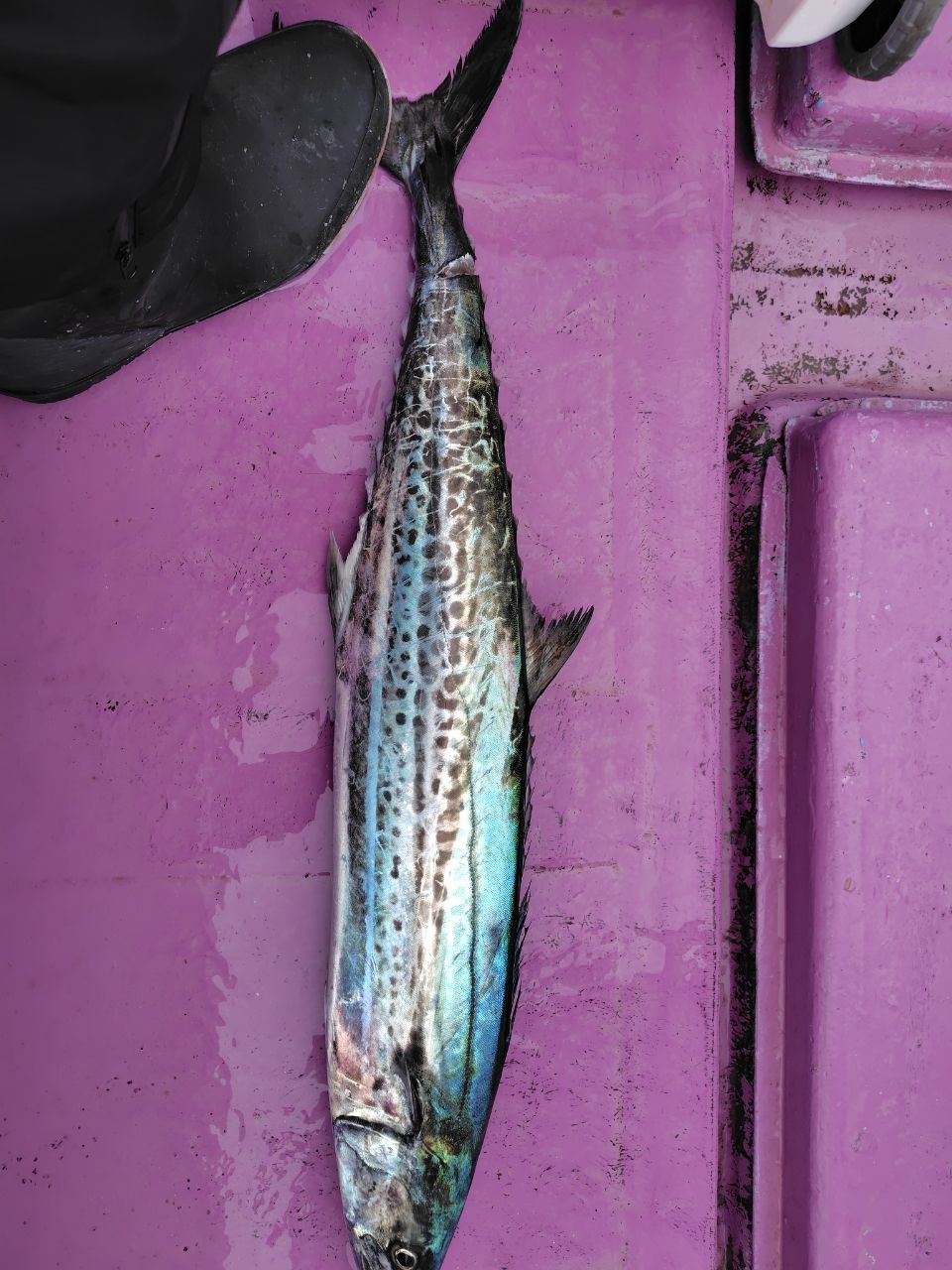 カメハメ波さんの釣果 2枚目の画像