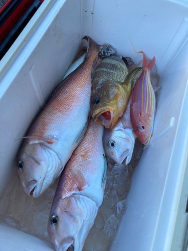 シロアマダイの釣果