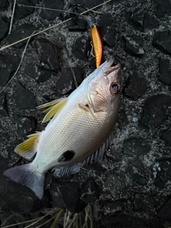 クロホシフエダイの釣果