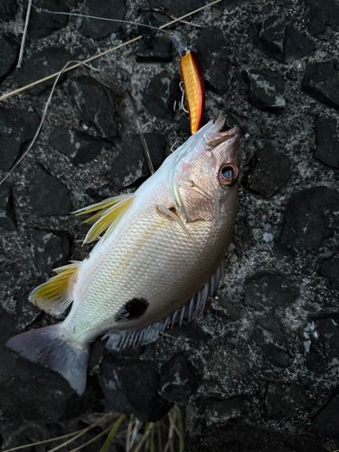 クロホシフエダイの釣果