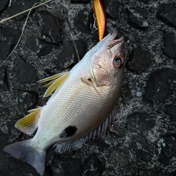 クロホシフエダイ