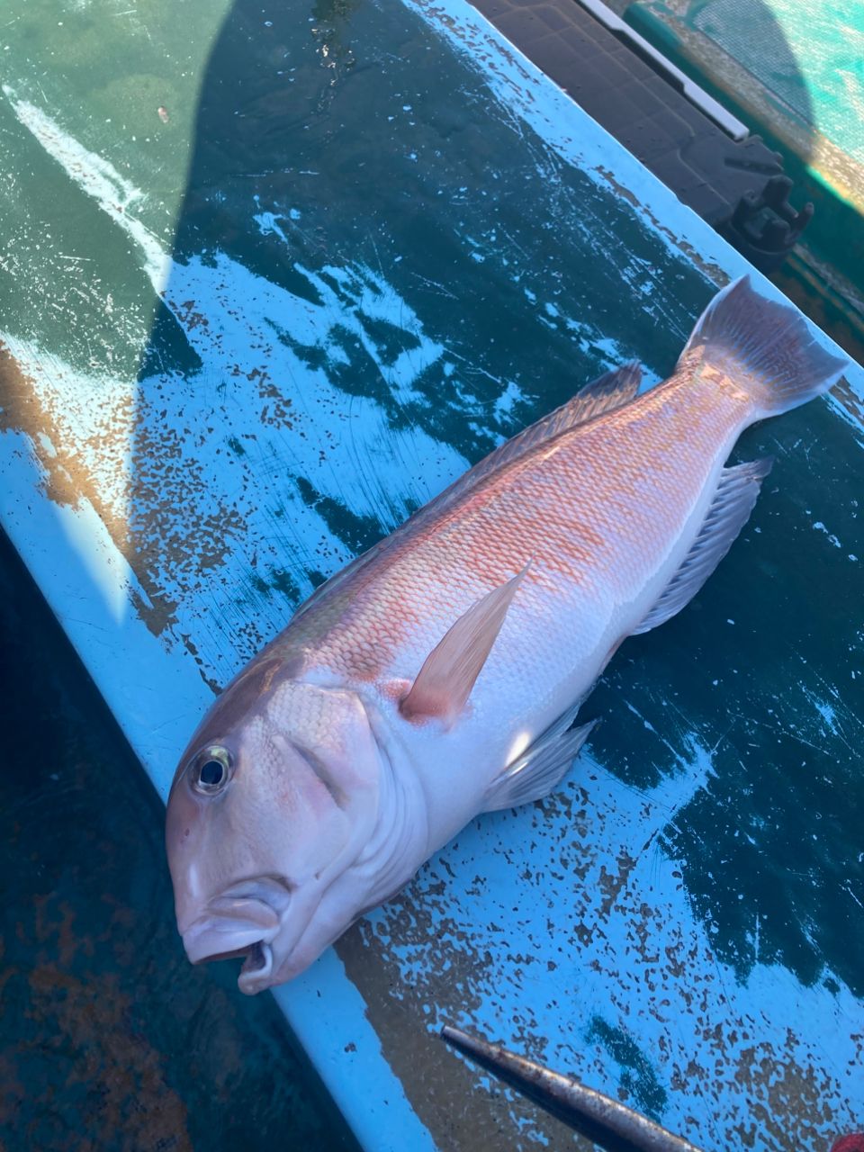 おぱんちゅパンサーさんの釣果 2枚目の画像