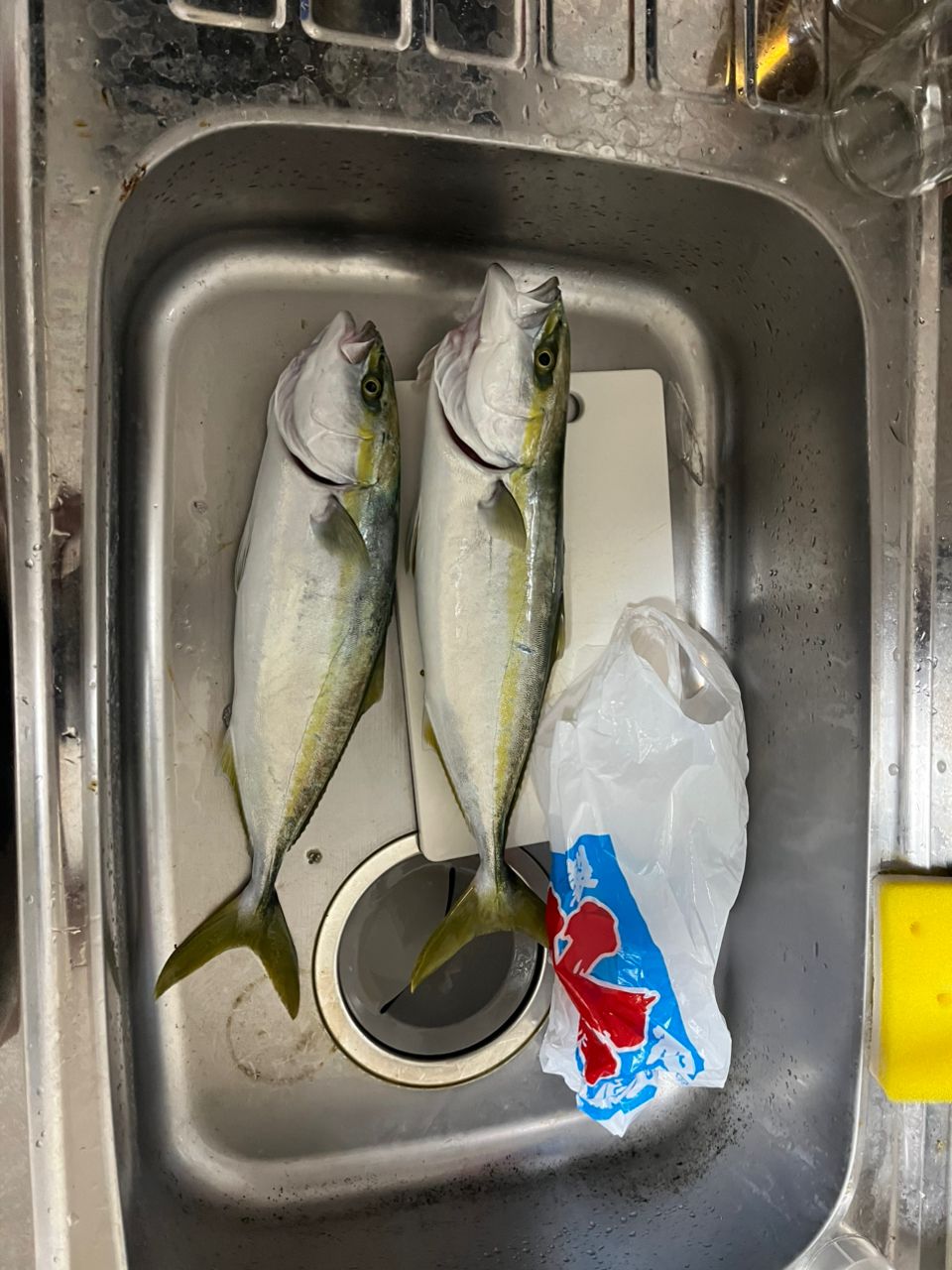 太鼓のやっちんさんの釣果 1枚目の画像