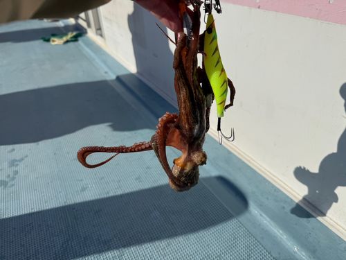 マダコの釣果