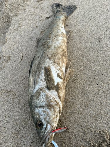 フッコ（マルスズキ）の釣果
